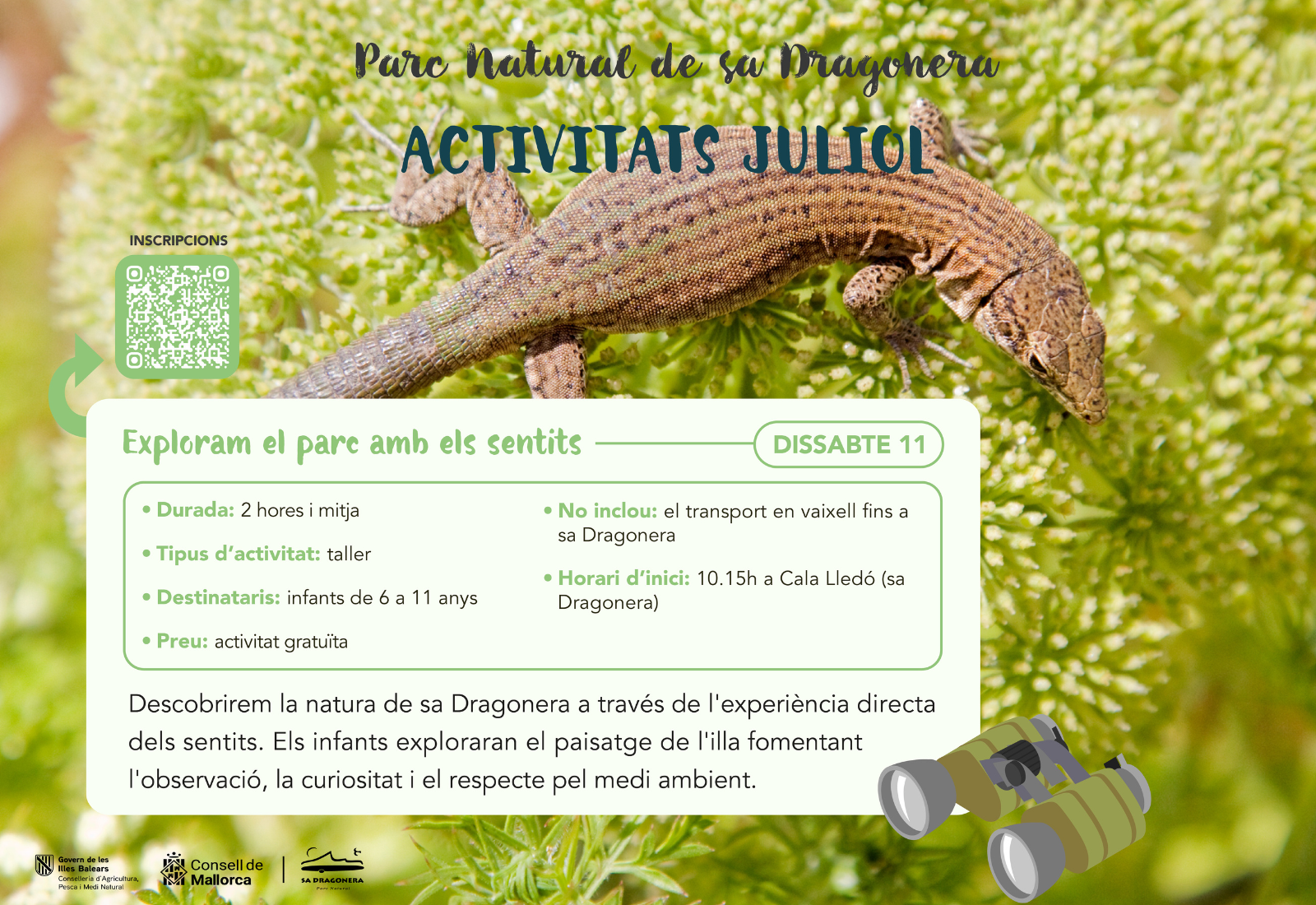 Dragonera juliol