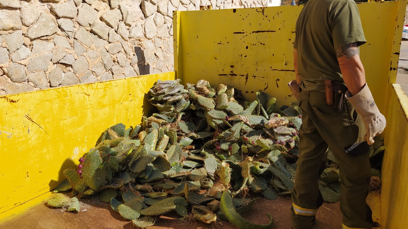 Espècies invasores del Parc Natural de la Dragonera