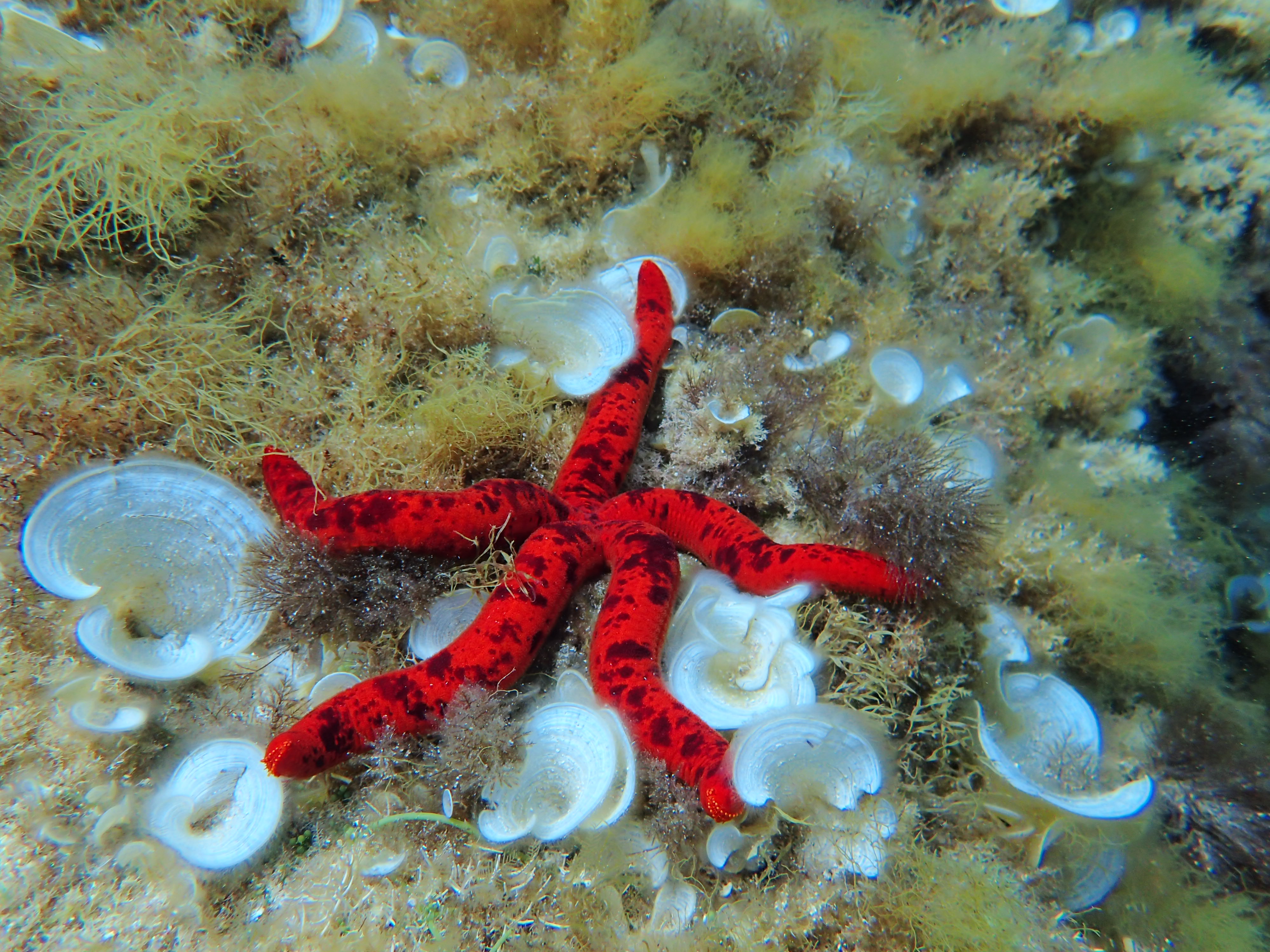 Taller: Sa Dragonera se submergeix en la ciència ciutadana