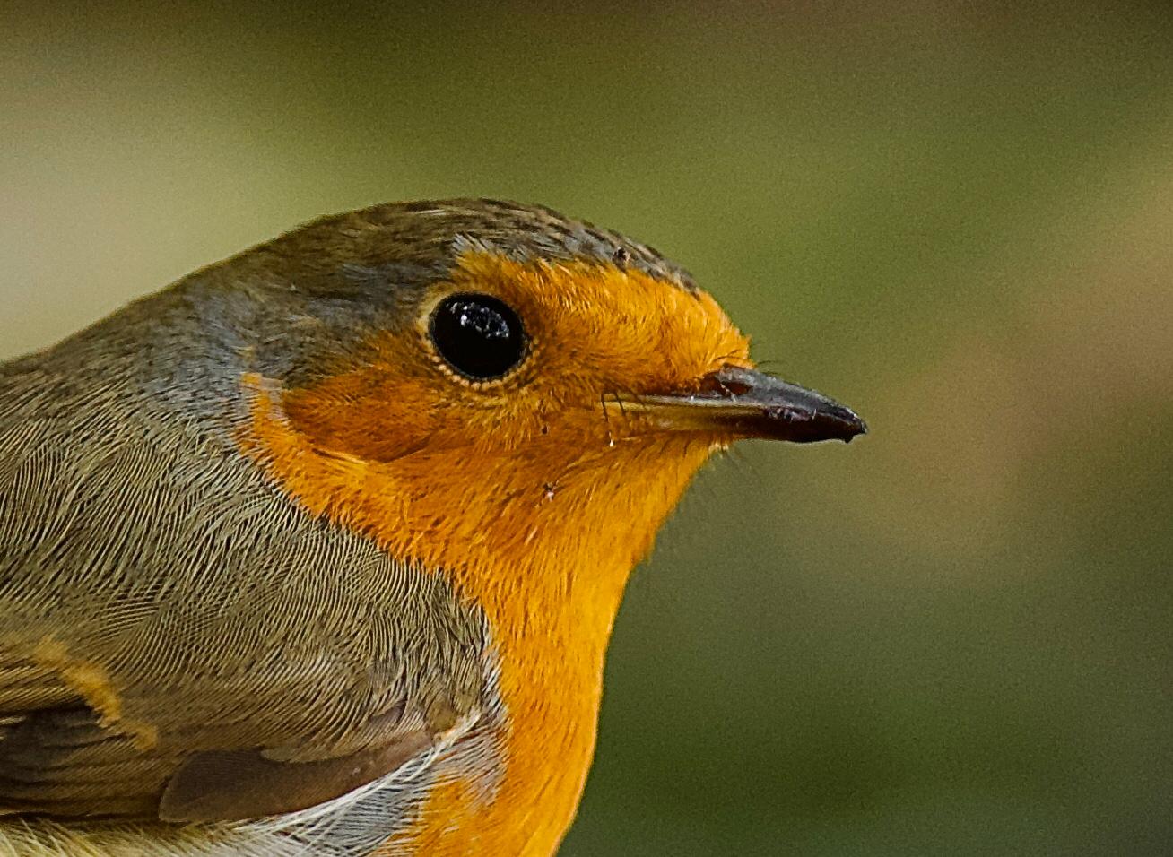 Ropit (Erithacus rubecula). Autor: Emili Colom