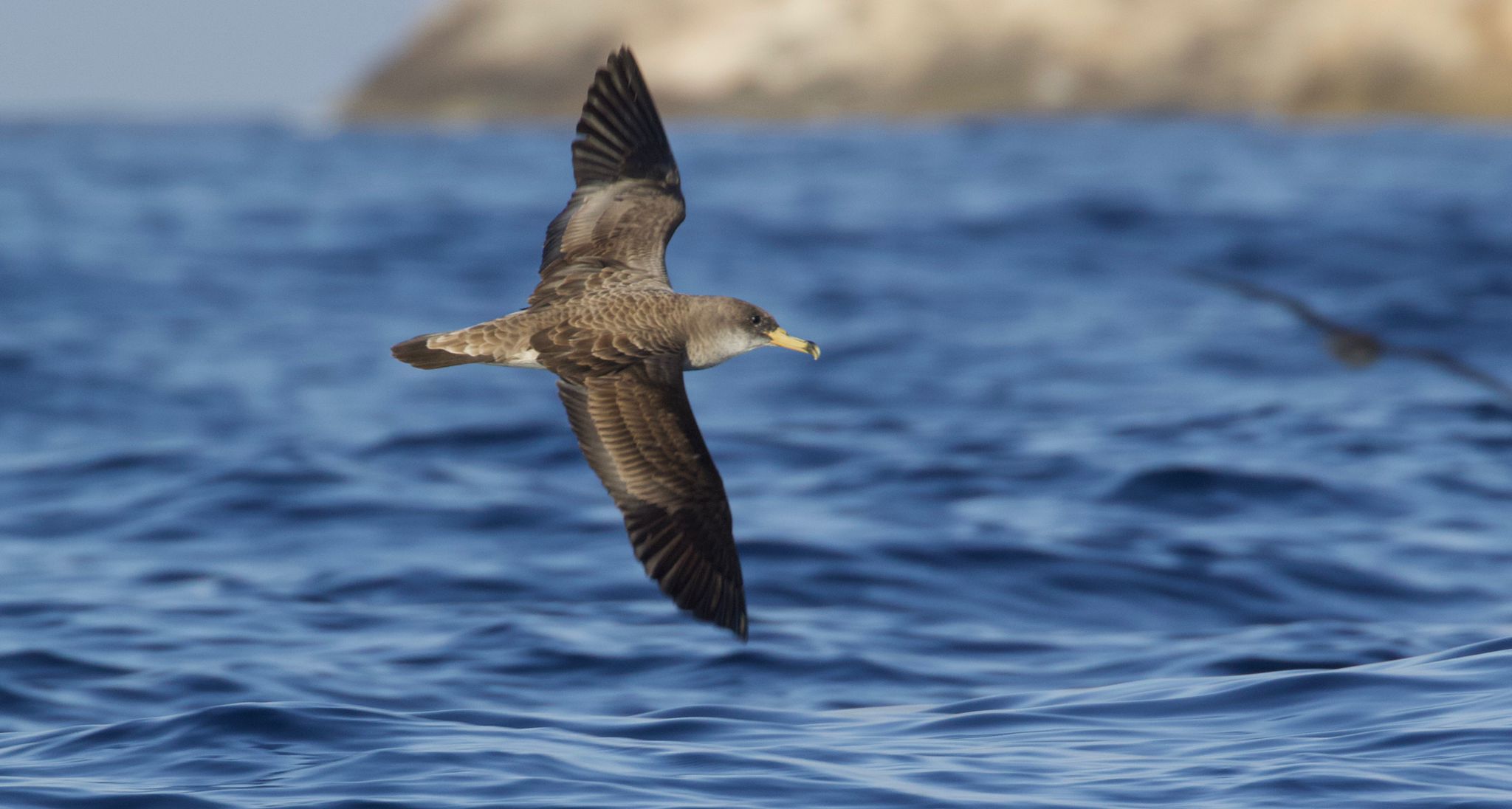 El virot gros (Calonectris diomedea). Foto: Emili Colom