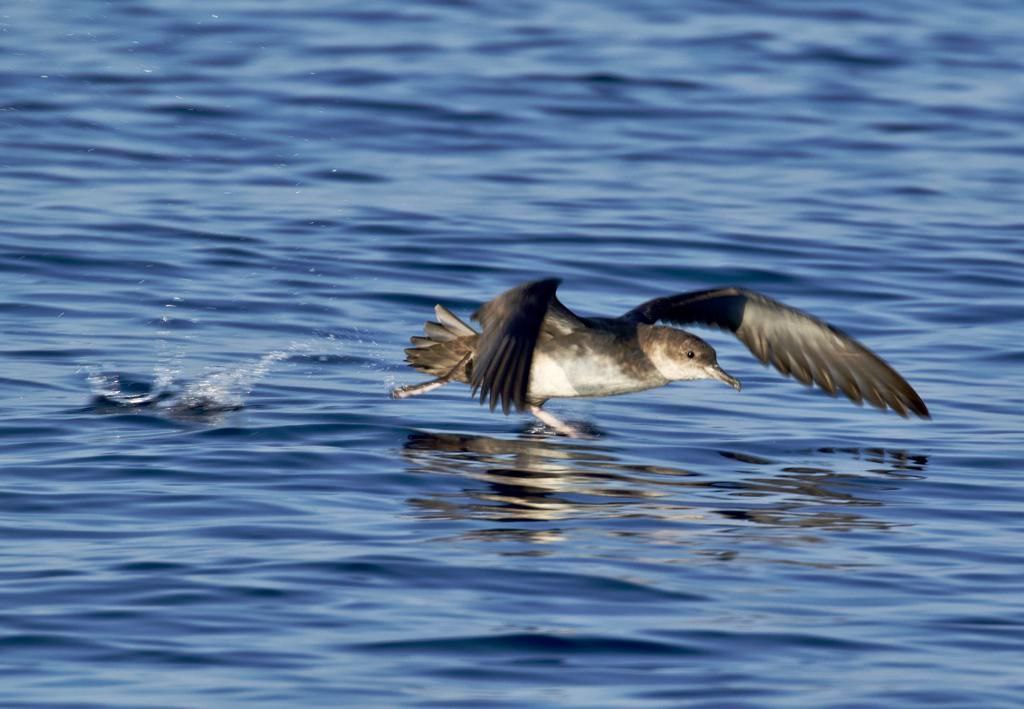 Foto: Emili Colom. Baldriga balear, més coneguda com a virot petit (Puffinus mauritanicus). 