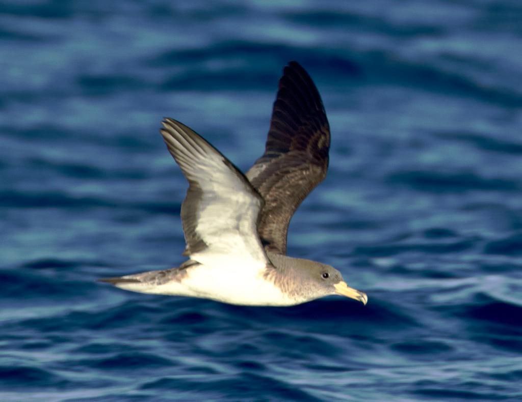 Foto: Emili Colom. Baldriga balear, més coneguda com a virot petit (Puffinus mauritanicus). 