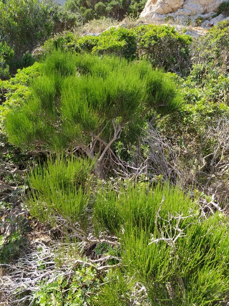 Ginesta borda (<i>Ephedra fragilis</i>)
