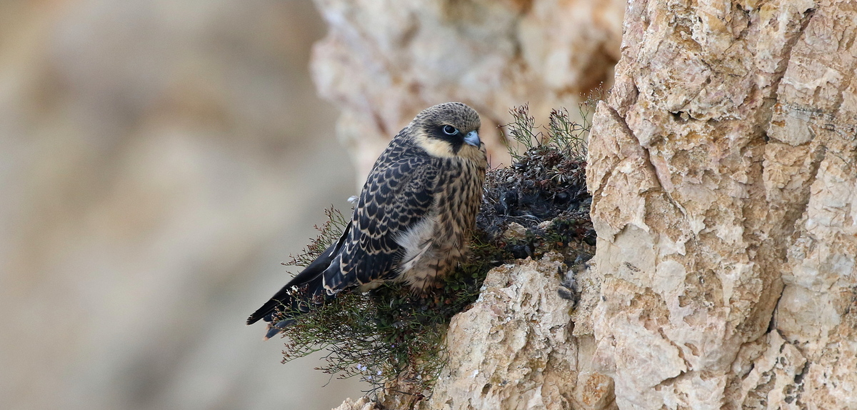 Falcó marí (<i>Falco eleonorae</i>). Autor: Jason Moss