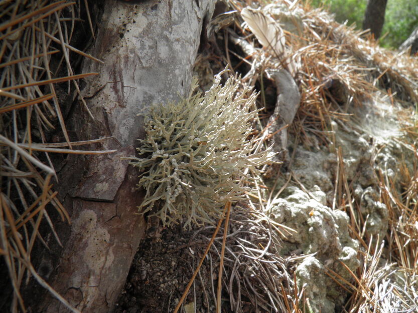 Orxella (<i>Roccella phycopsis</i>). Autor: Gonzalo Molins
