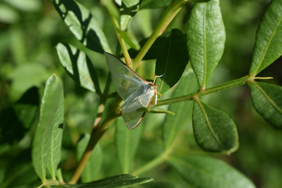 Glifodes de l'olivera (<i>Palpita vitrealis</i>). Autor: Xisco Truyols