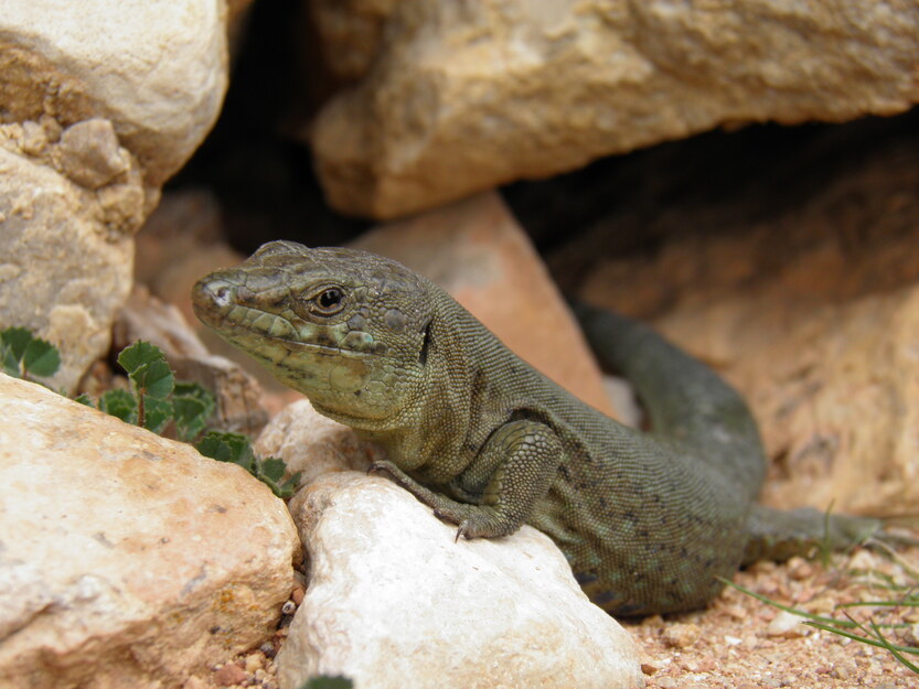 Sargantana balear (<i>Podarcis lilfordi</i>). Autor: Gonzalo Molins