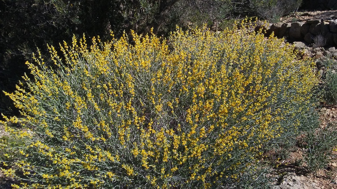 Botja de cuques (<i>Anthyllis cytisoides</i>)