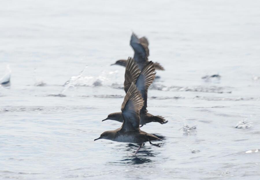 Virot petit (<i>Puffinus mauretanicus)</i>). Autor: Miguel Mcminn