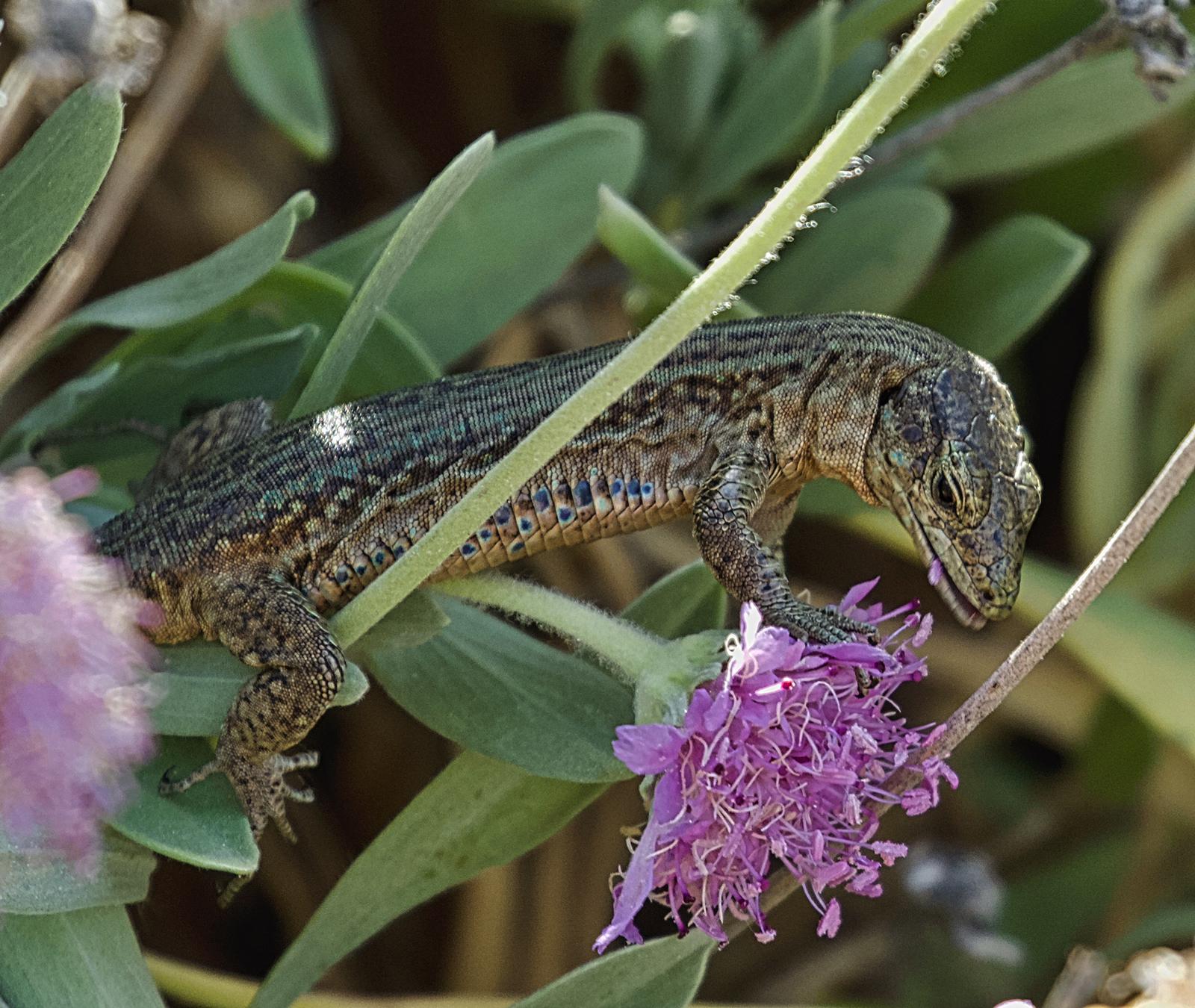 Sargantana de Dragonera (Podarcis lilfordi gigliolii)