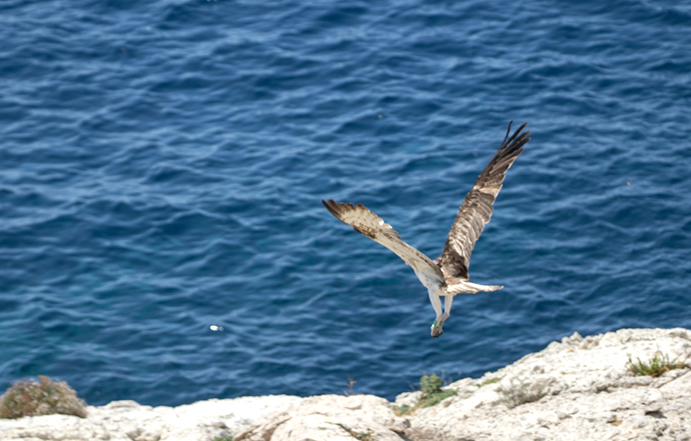 Àguila peixetera prenen el vol (<i>Pandion haliaetus)</i>)