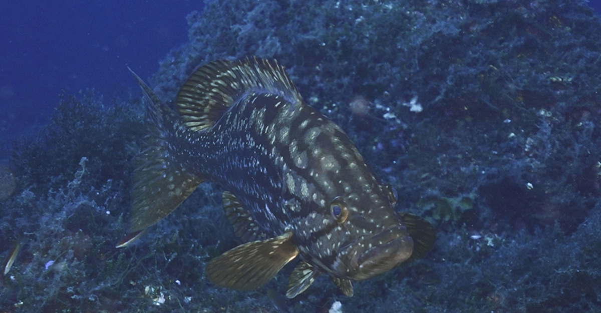 Anfòs (<i>Epinephelus marginatus</i>)