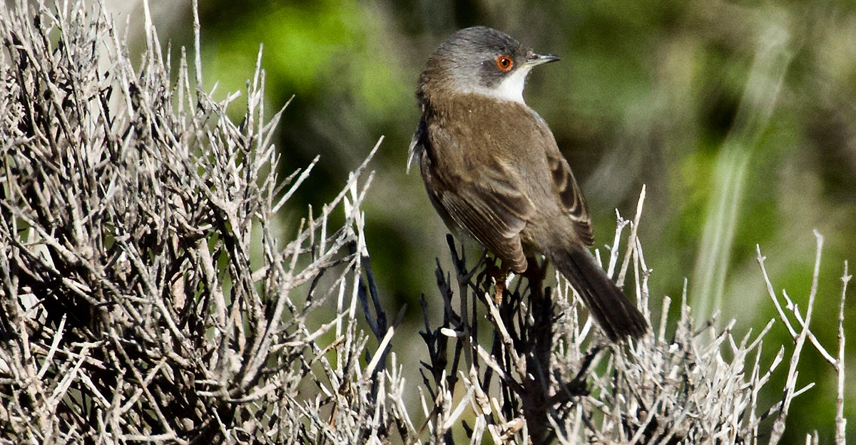 Busqueret coallarg (<i>Sylvia balearica</i>)