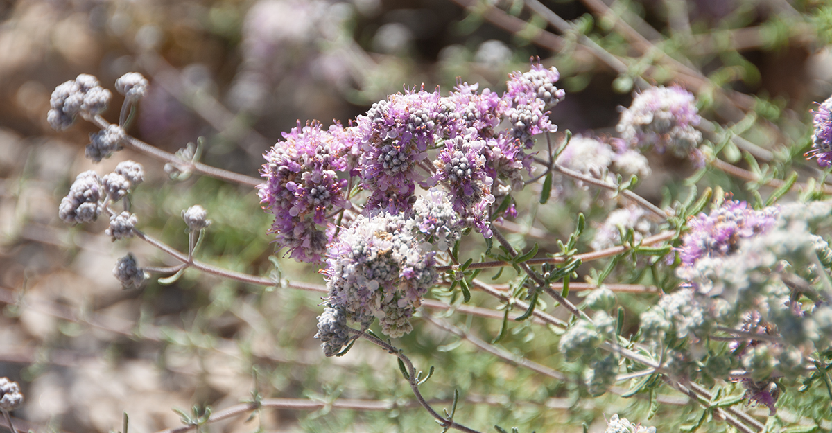 Farigola (<i>Teucrium</i>)