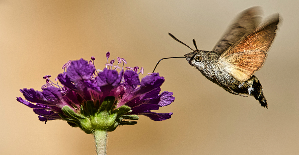 Bufaforats o papallona colibrí (<i>Macroglossum stellatarum</i>)