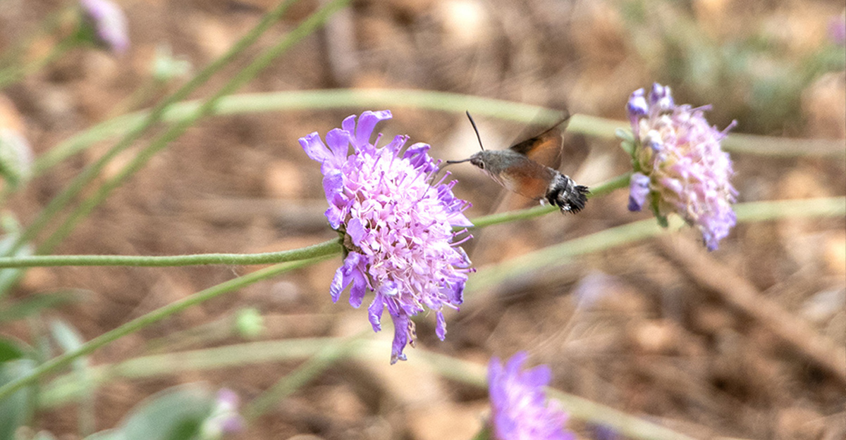 Bufaforats o papallona colibrí (<i>Macroglossum stellatatum </i>)