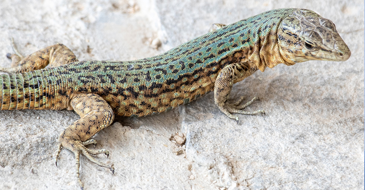 Sargantana balear (<i>Podarcis lilfordi </i>)