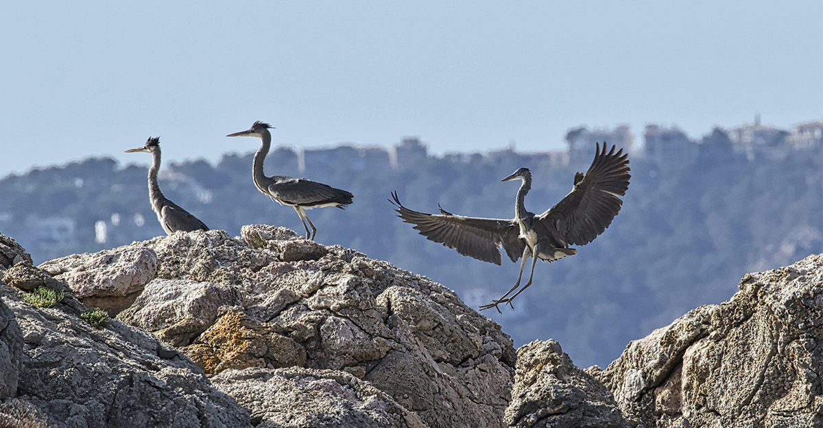 Grua comú (<i>Grus grus</i>)