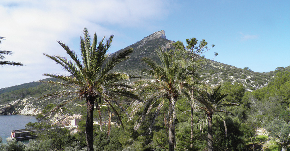 Vistes del puig de na Pòpia des dels cultius de cala Lledó